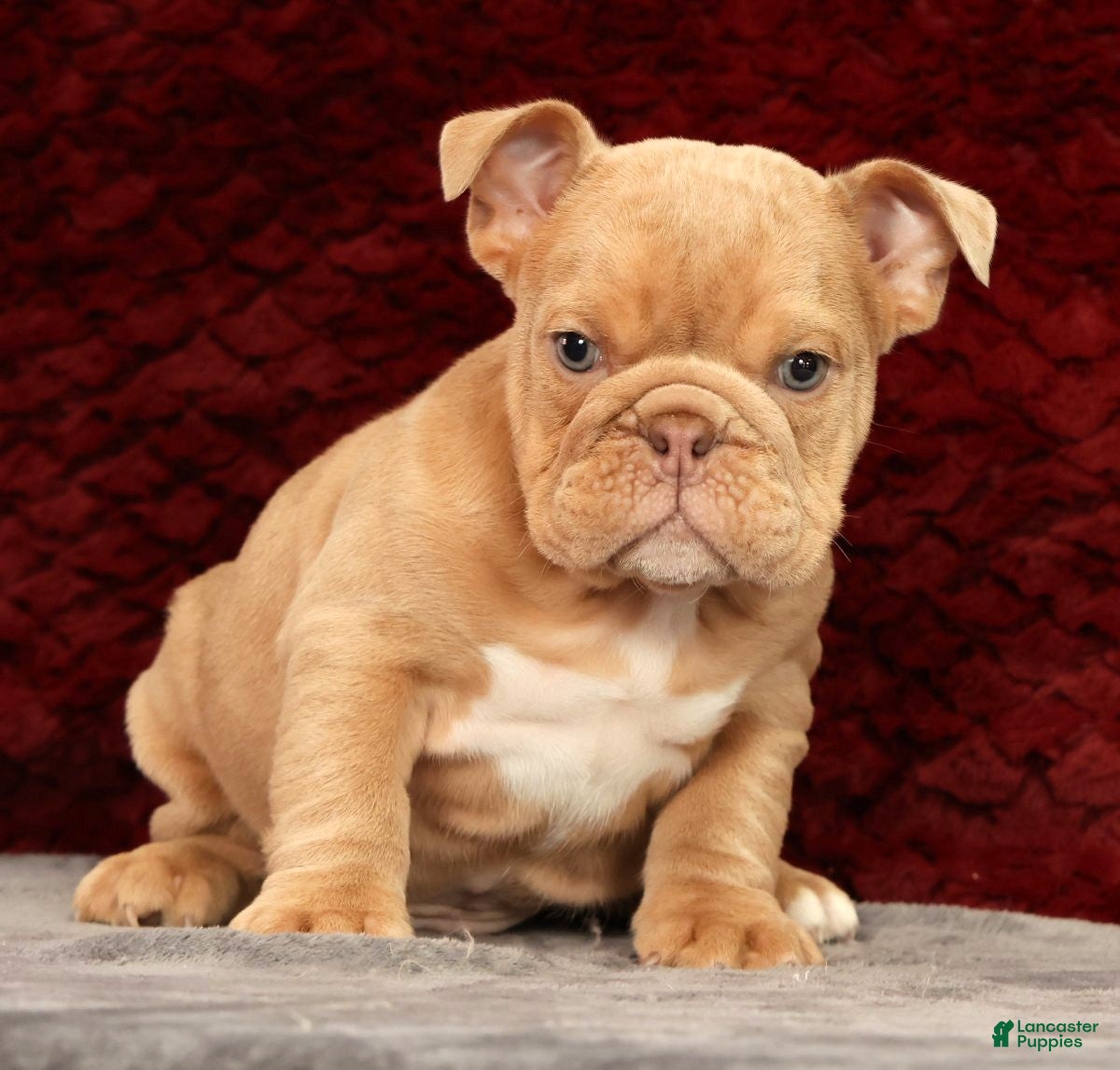 English Bulldog dogs for sale: Gus - Ad 6