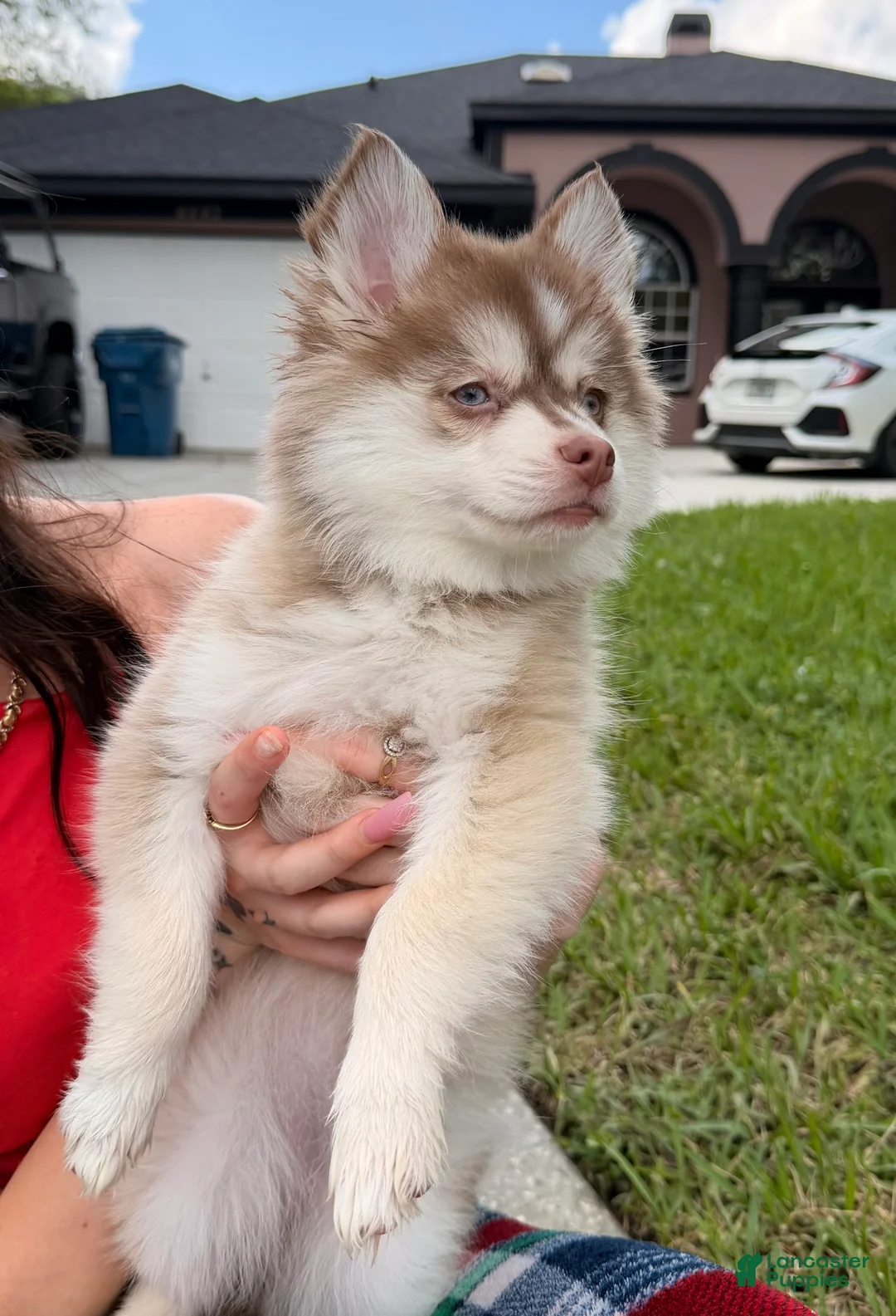 Pomsky dogs for sale: Liberty - Ad 2