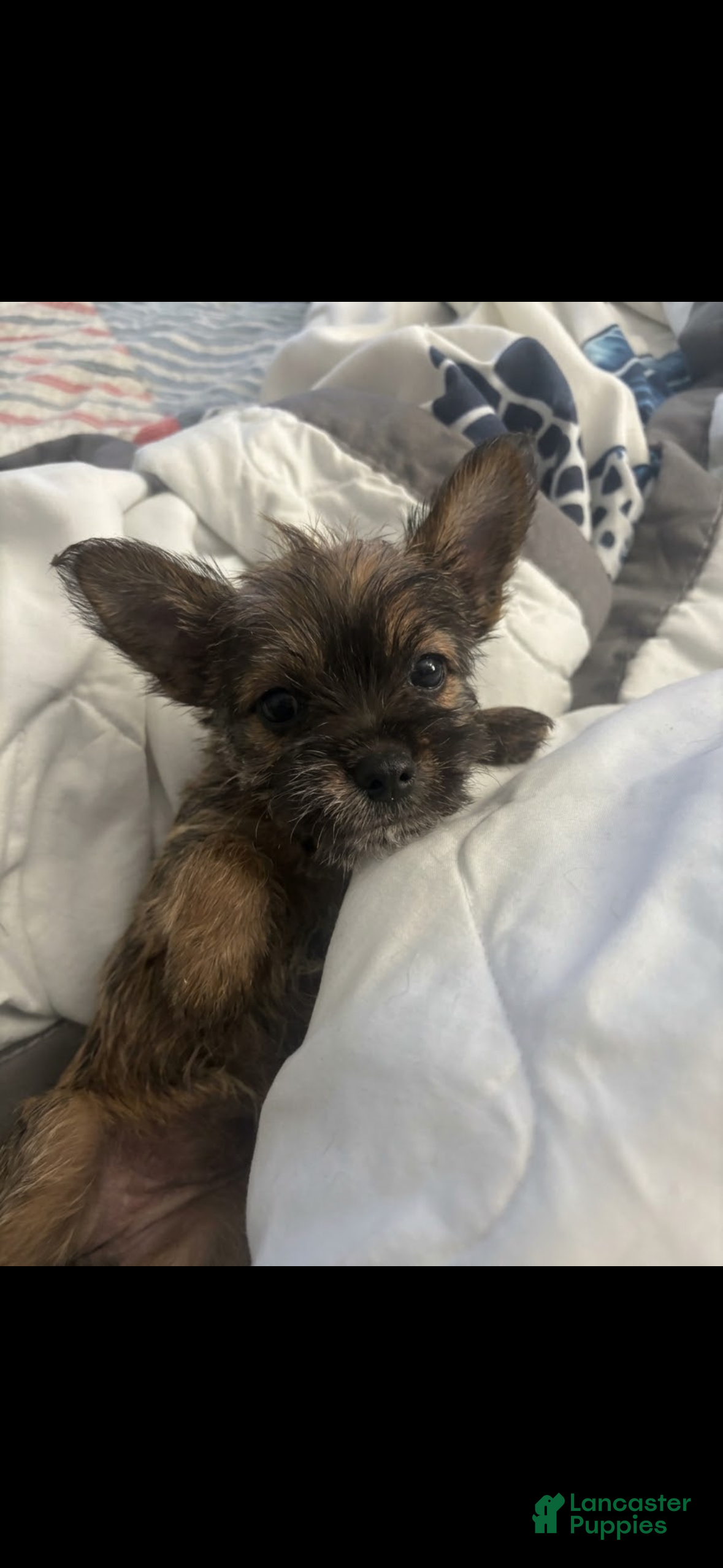 Chihuahua dogs for sale: Chihuahua 1 - Ad 9