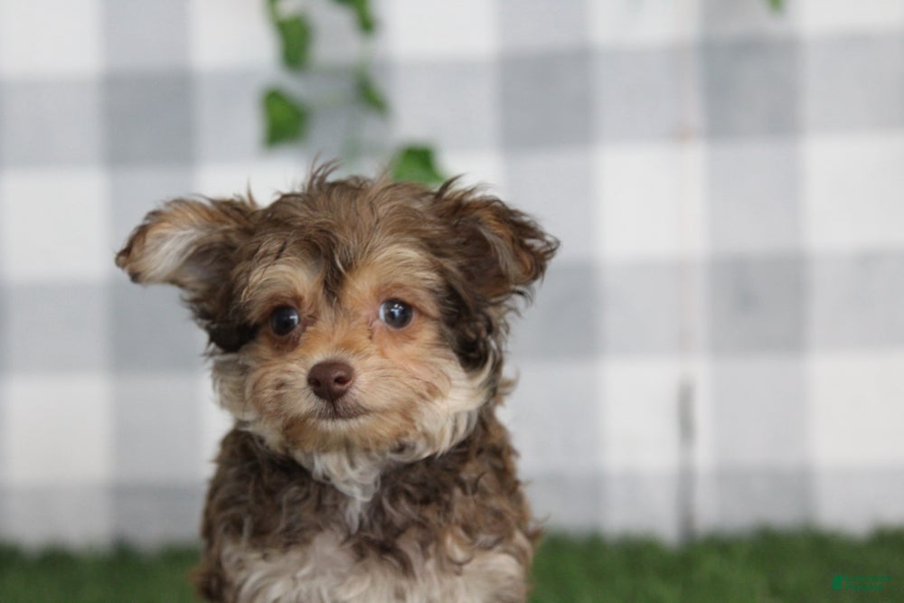 Yorkiepoo dogs Andy - Ad 8
