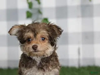 Yorkiepoo dogs Andy - Ad 8