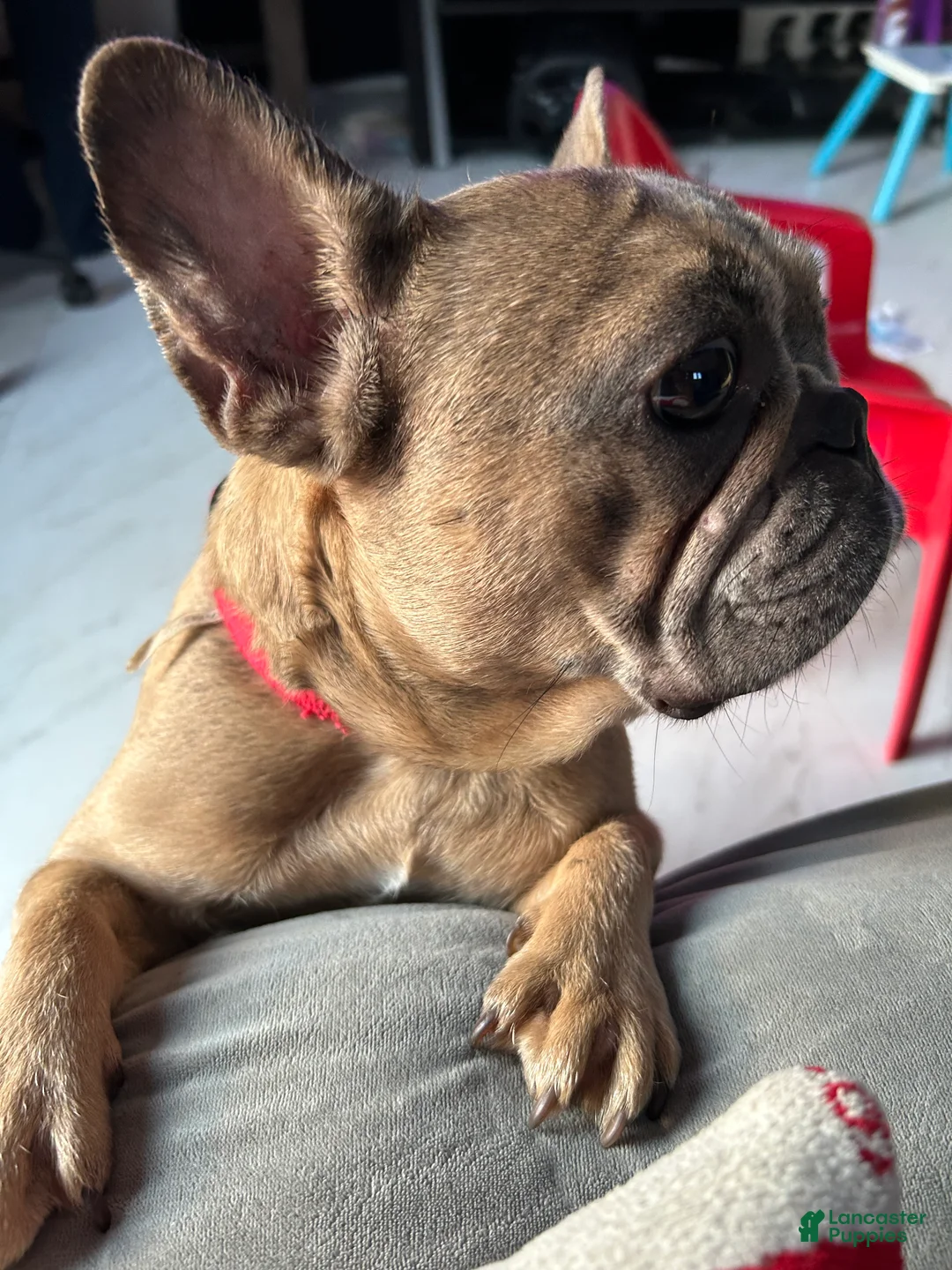 French Bulldog dogs for sale: French Bulldog Puppy 2 - Ad 6