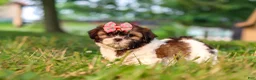 Shih Tzu dogs for sale: Rosie - Ad 9