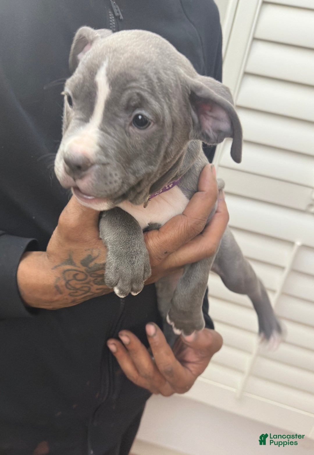 American Bully dogs for sale: Sadie (Purple) ABKC Blue - Ad 2