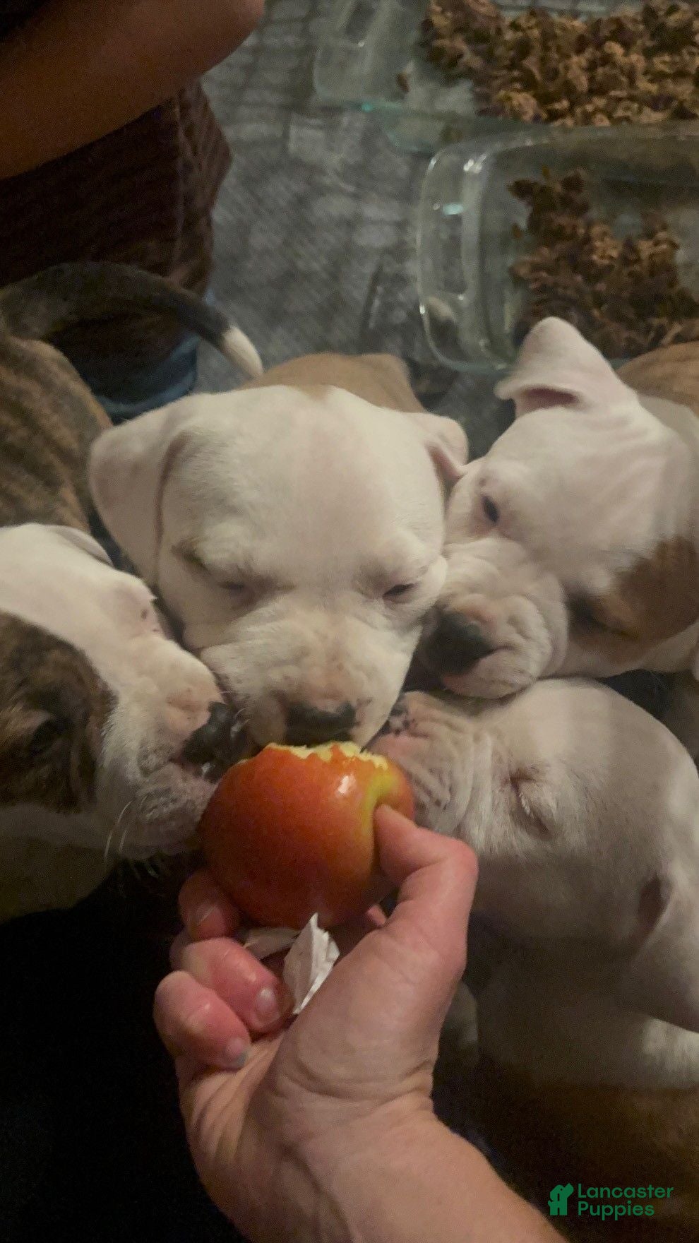 American Bully dogs Pluto - Ad 2