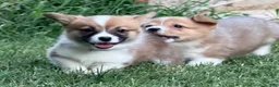Welsh Corgi Pembroke dogs for sale: Full AKC - Ad 9