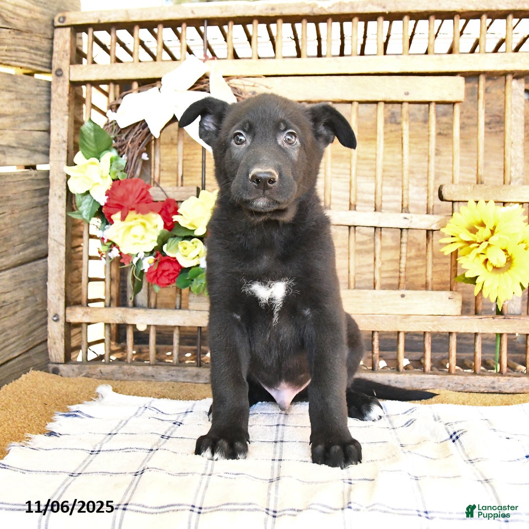 Mixed Breed dogs for sale: Otto - Ad 3