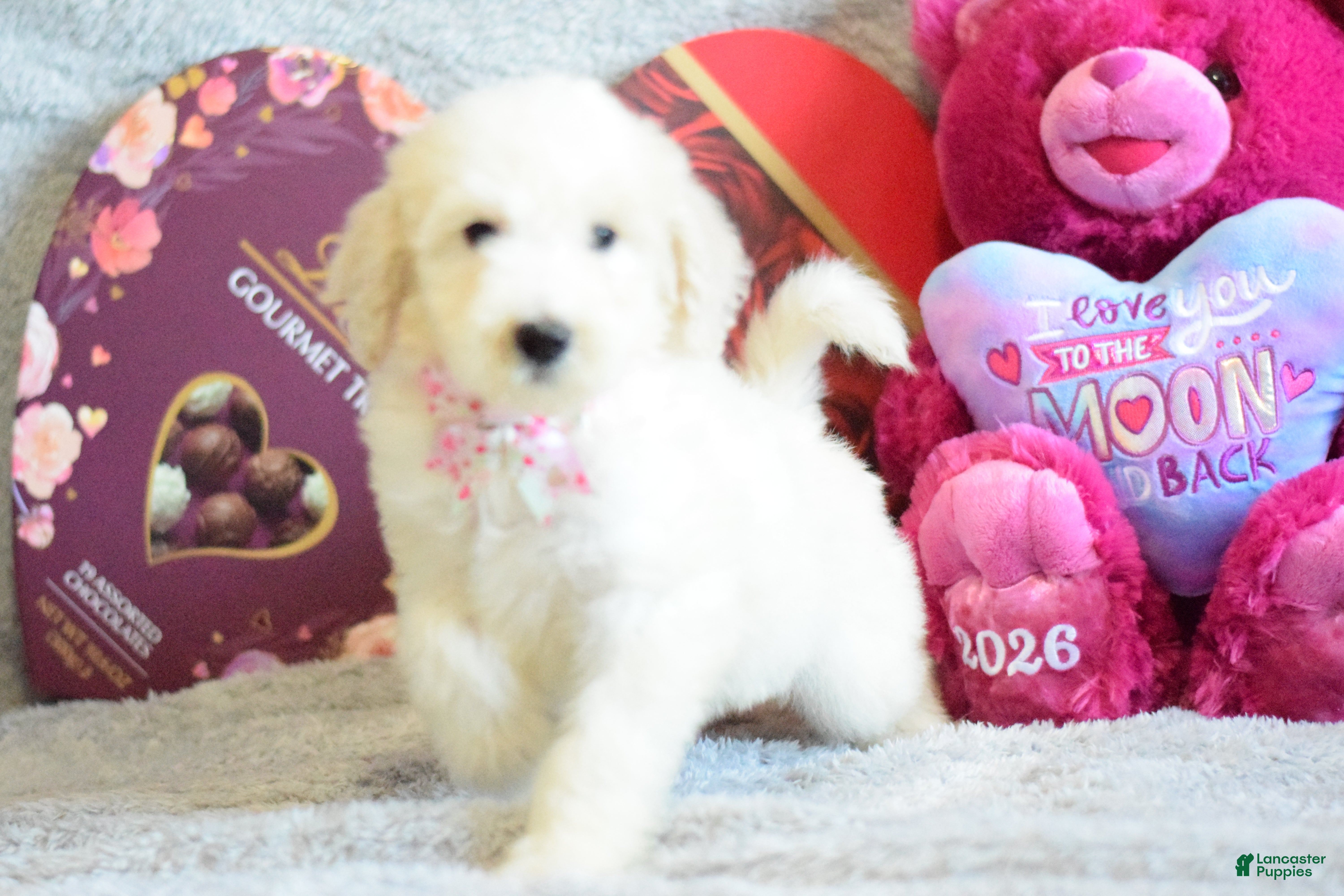 Goldendoodle dogs Goldendoodle Puppy 3 - Ad 1