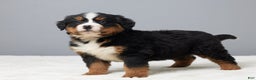 Bernese Mountain Dog dogs for sale: Fritz - Ad 4