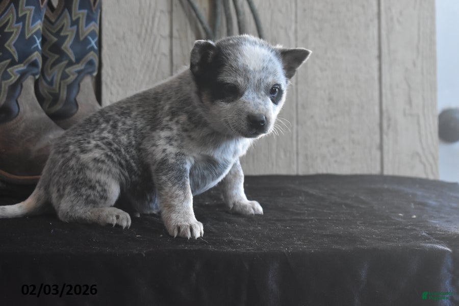 Australian Cattle Dog dogs Weston - Ad 2