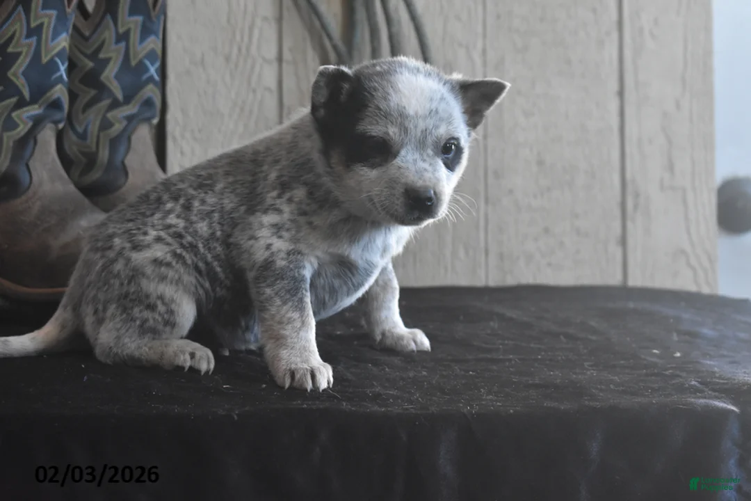 Australian Cattle Dog dogs for sale: Weston - Ad 2