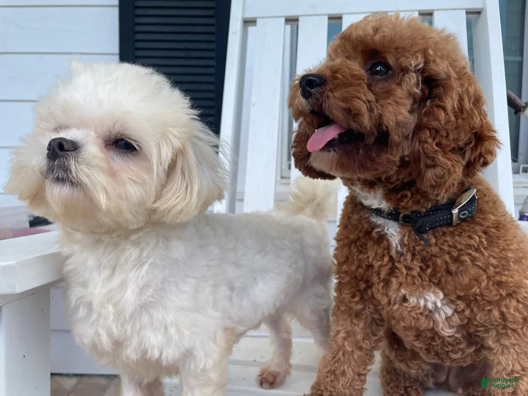 Maltipoo dogs for sale: Dolly - Ad 4