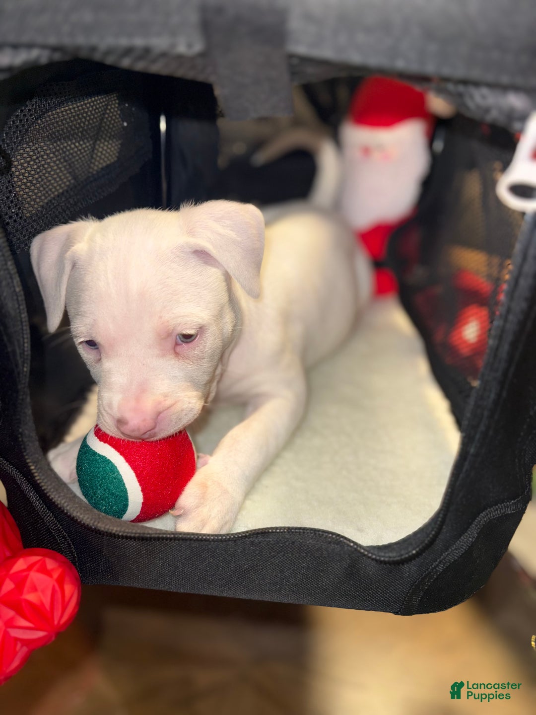 American Bully dogs for sale: Marshmallow  - Ad 2