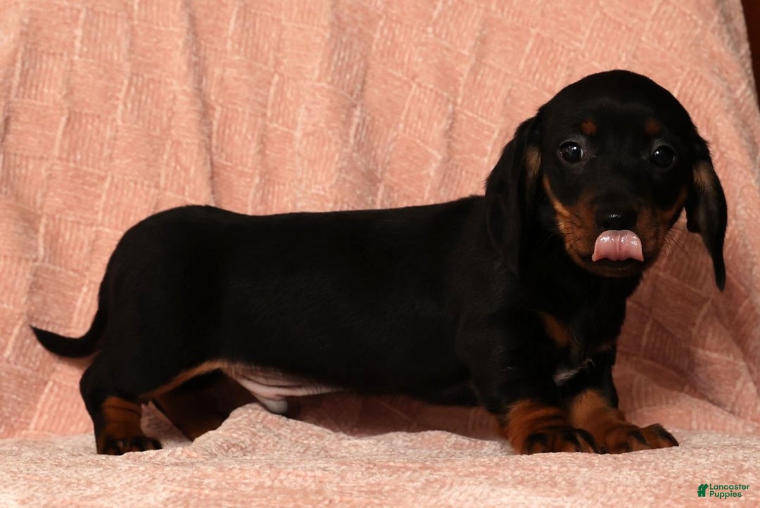 Miniature Dachshund dogs for sale: Rudolph - Ad 7