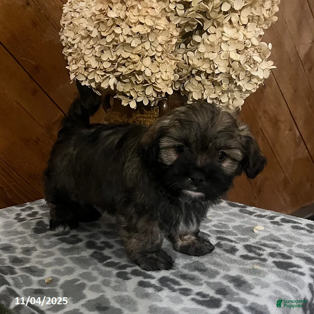 Havanese dogs for sale: Litter of Havanese - Ad 1
