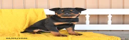 Rottweiler dogs for sale: Snoopy - Ad 3