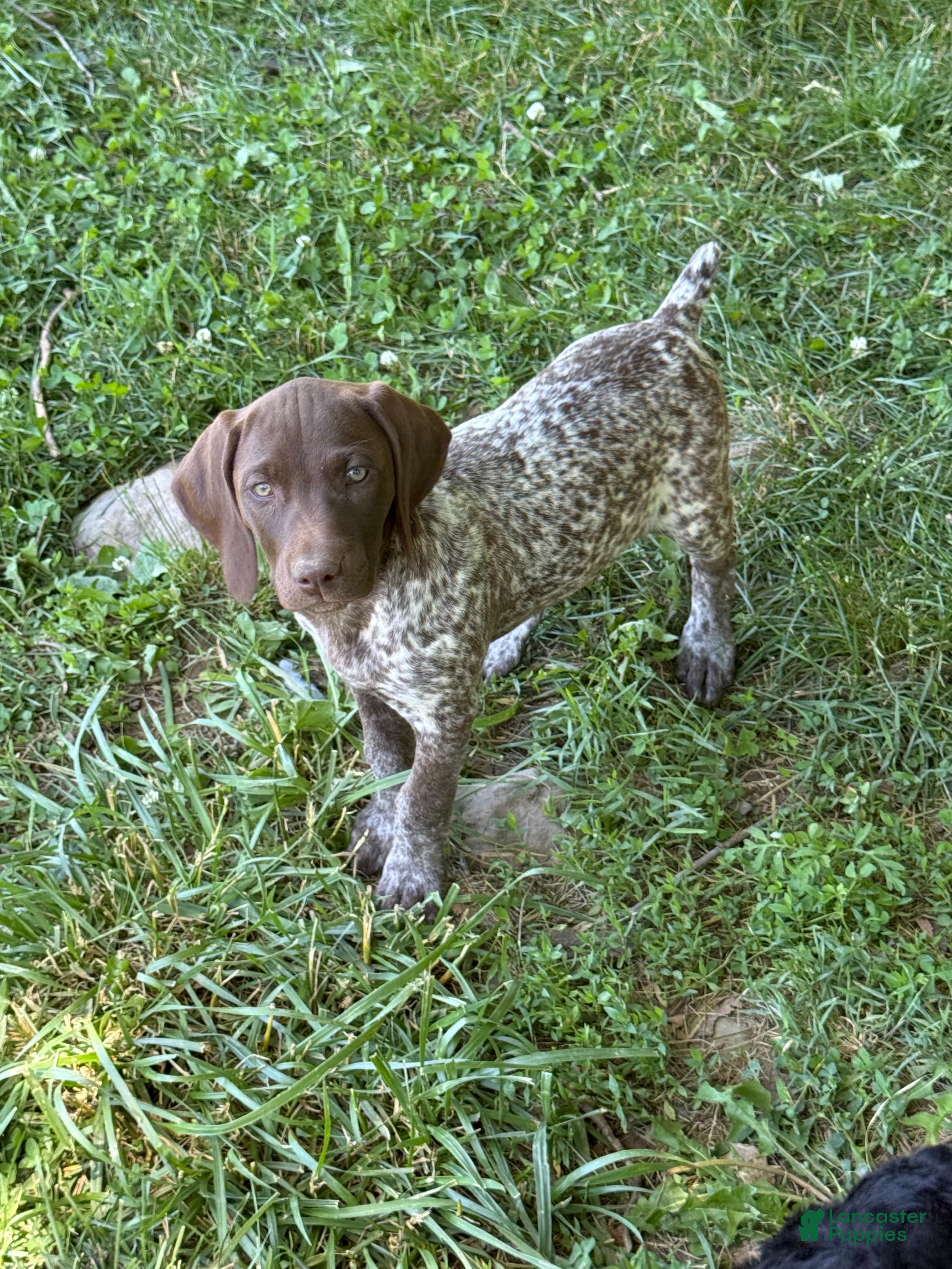 German Shorthaired Pointer dogs Gina - Ad 33