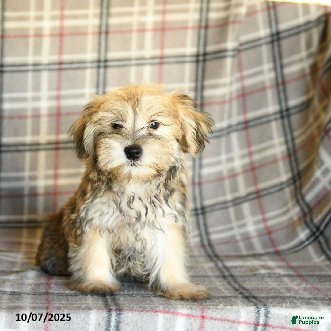 Morkie dogs for sale: Vinnie - Ad 15