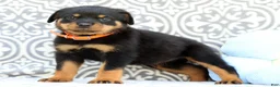 Rottweiler dogs for sale: Tango - Ad 4