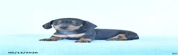 Miniature Dachshund dogs for sale: Silver - Ad 3