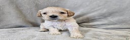 Cavapoo dogs for sale: Rotini - Ad 3