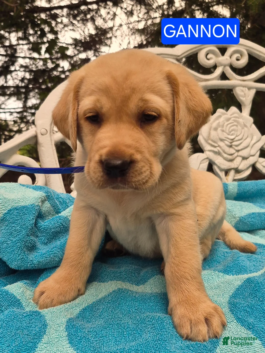 Labrador Retriever dogs for sale: Gannon - Ad 2