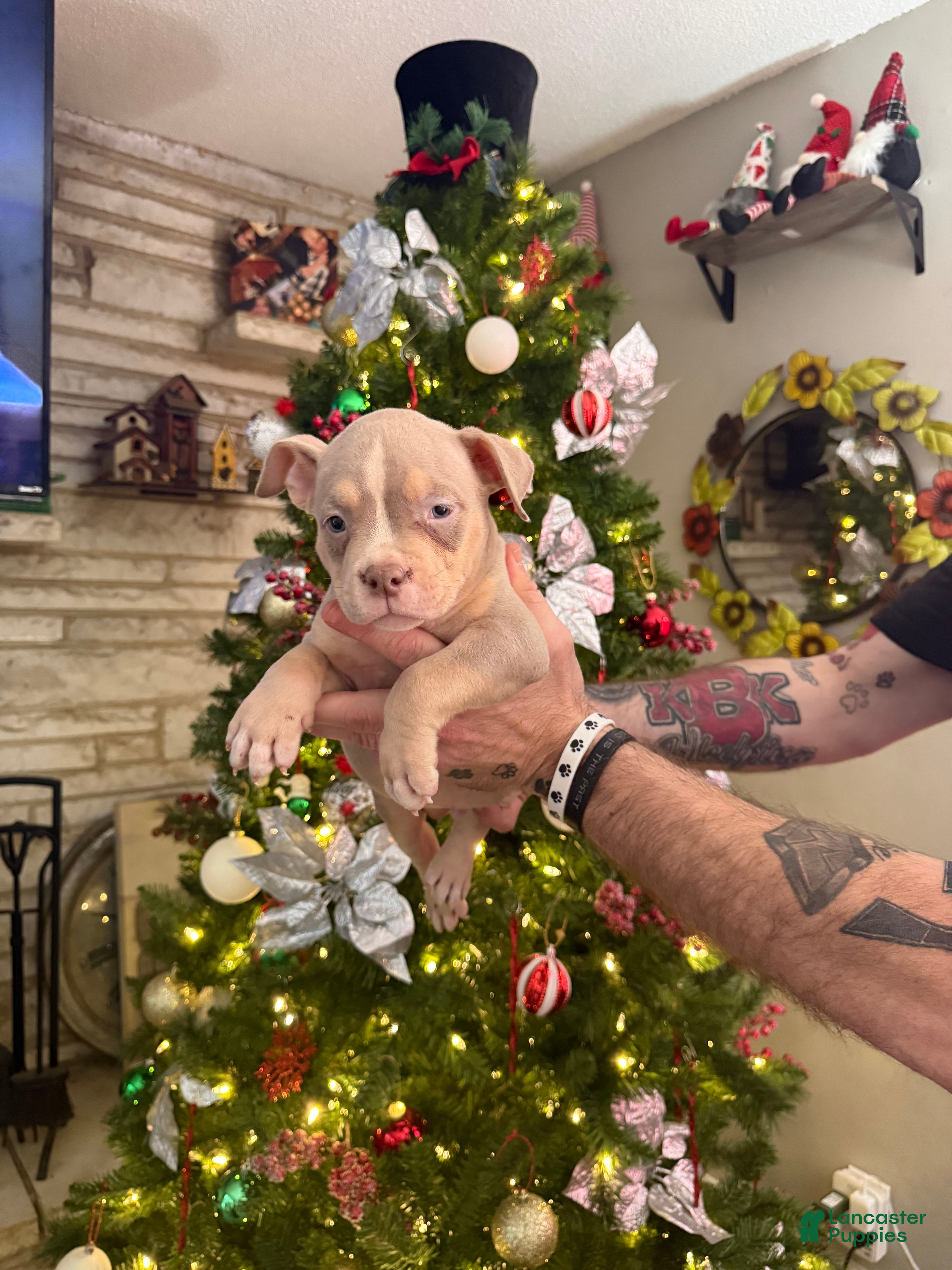 American Bully dogs Leo - Ad 2