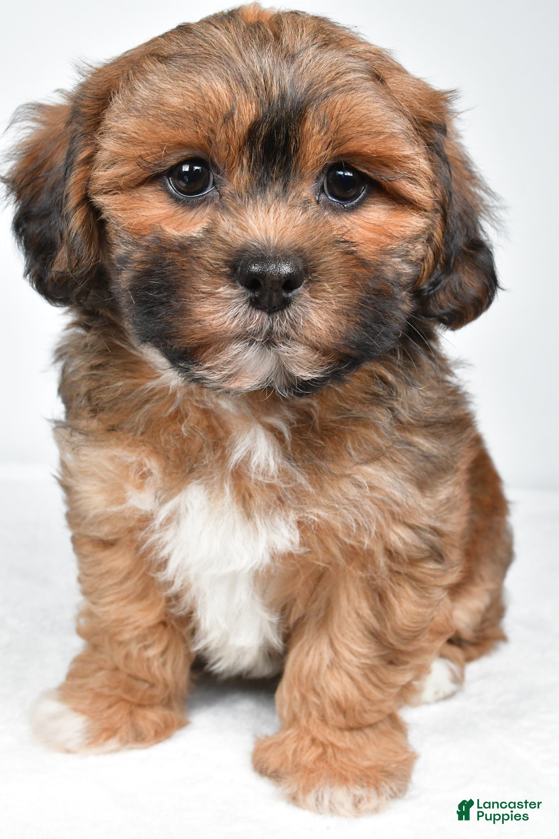 Shihpoo dogs Ruby - Ad 2