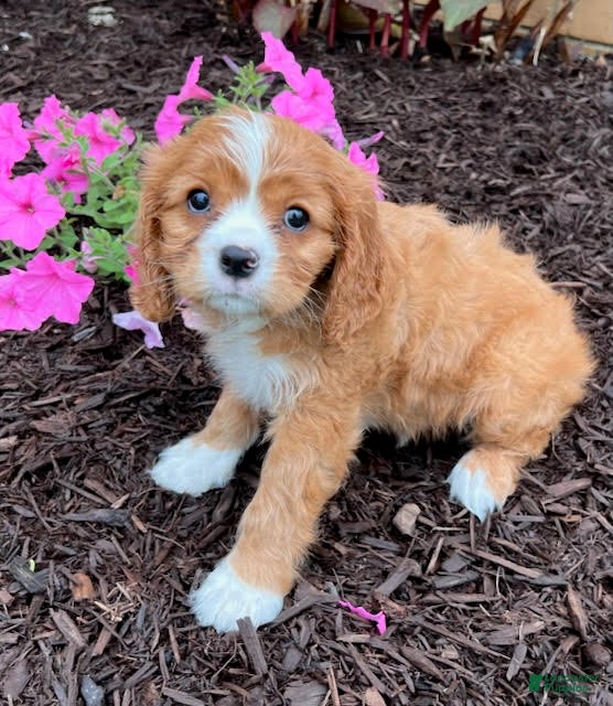 Cavalier King Charles Spaniel dogs for sale: Billy - Ad 2
