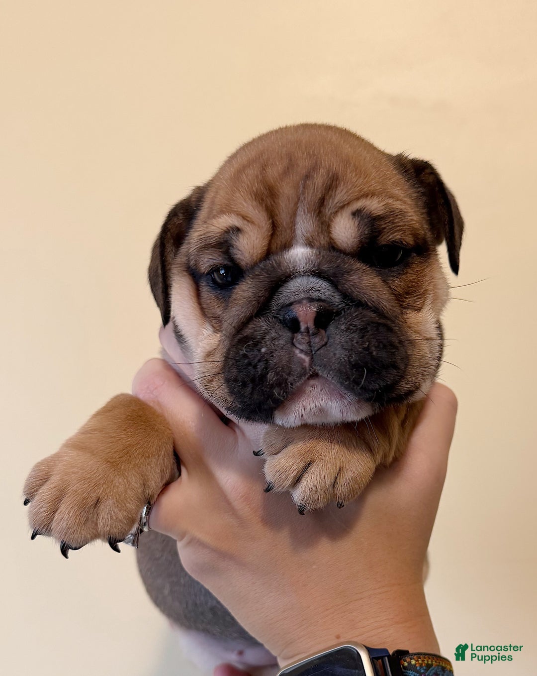 English Bulldog dogs for sale: Goldie - Ad 4