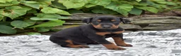 Doberman Pinscher dogs for sale: Orchid - Ad 6