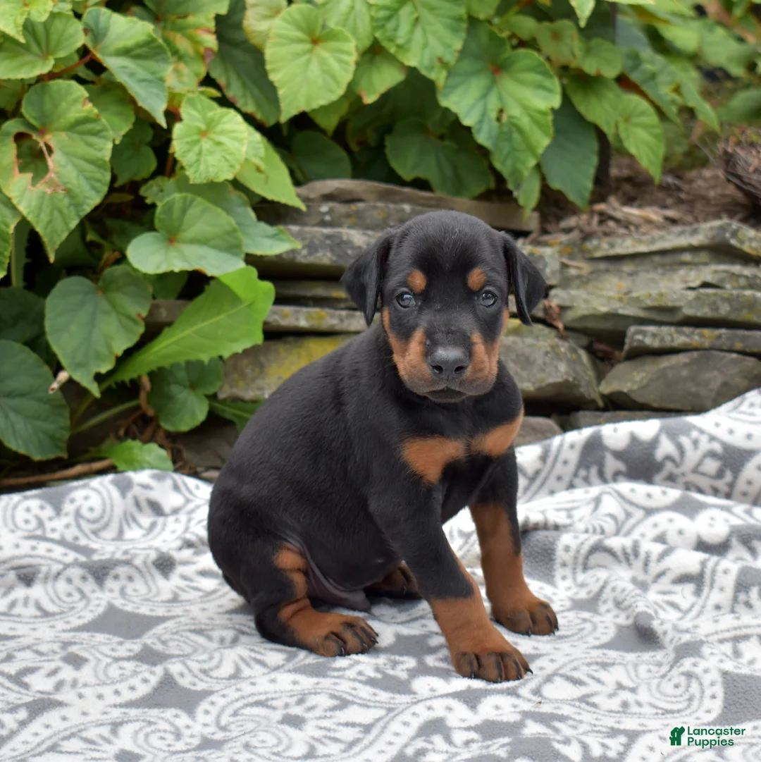Doberman Pinscher dogs for sale: Orchid - Ad 6
