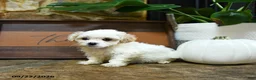 Maltipoo dogs for sale: Xeno - Ad 3
