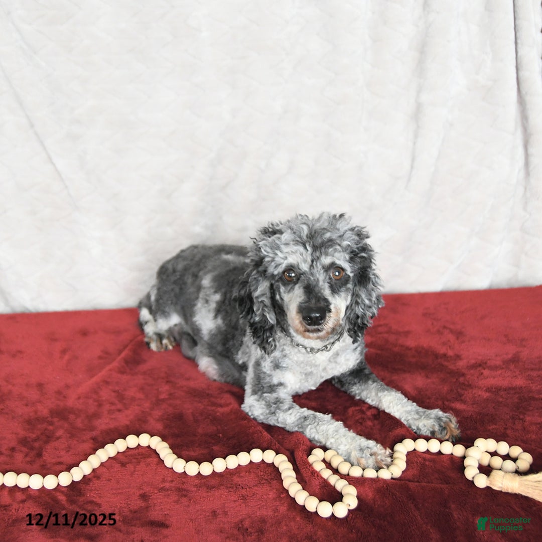 Miniature Poodle dogs for sale: Princess EXTRA SMALL - Ad 6