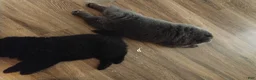 Chow Chow dogs for sale: Chow Chow 1 - Ad 3