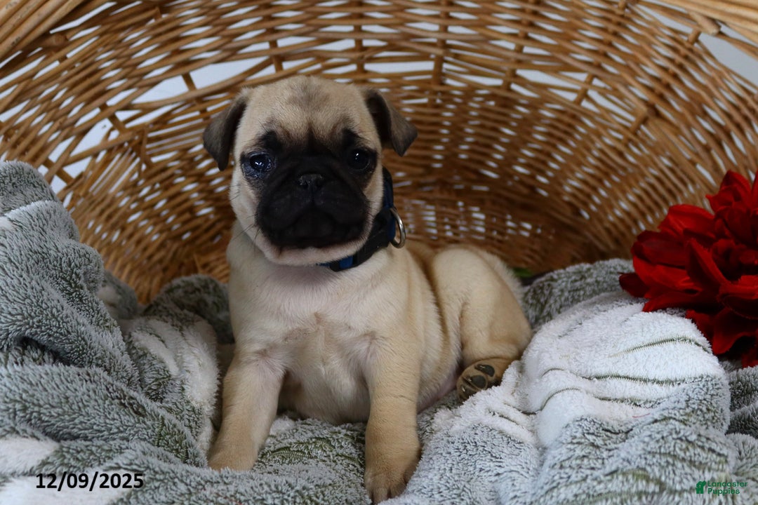 Pug dogs for sale: Molly - Ad 2