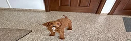 Cockapoo dogs for sale: Lillie Red  - Ad 6
