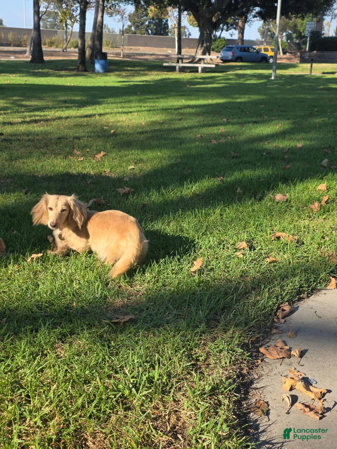 Miniature Dachshund dogs for sale: Teddy - Ad 3
