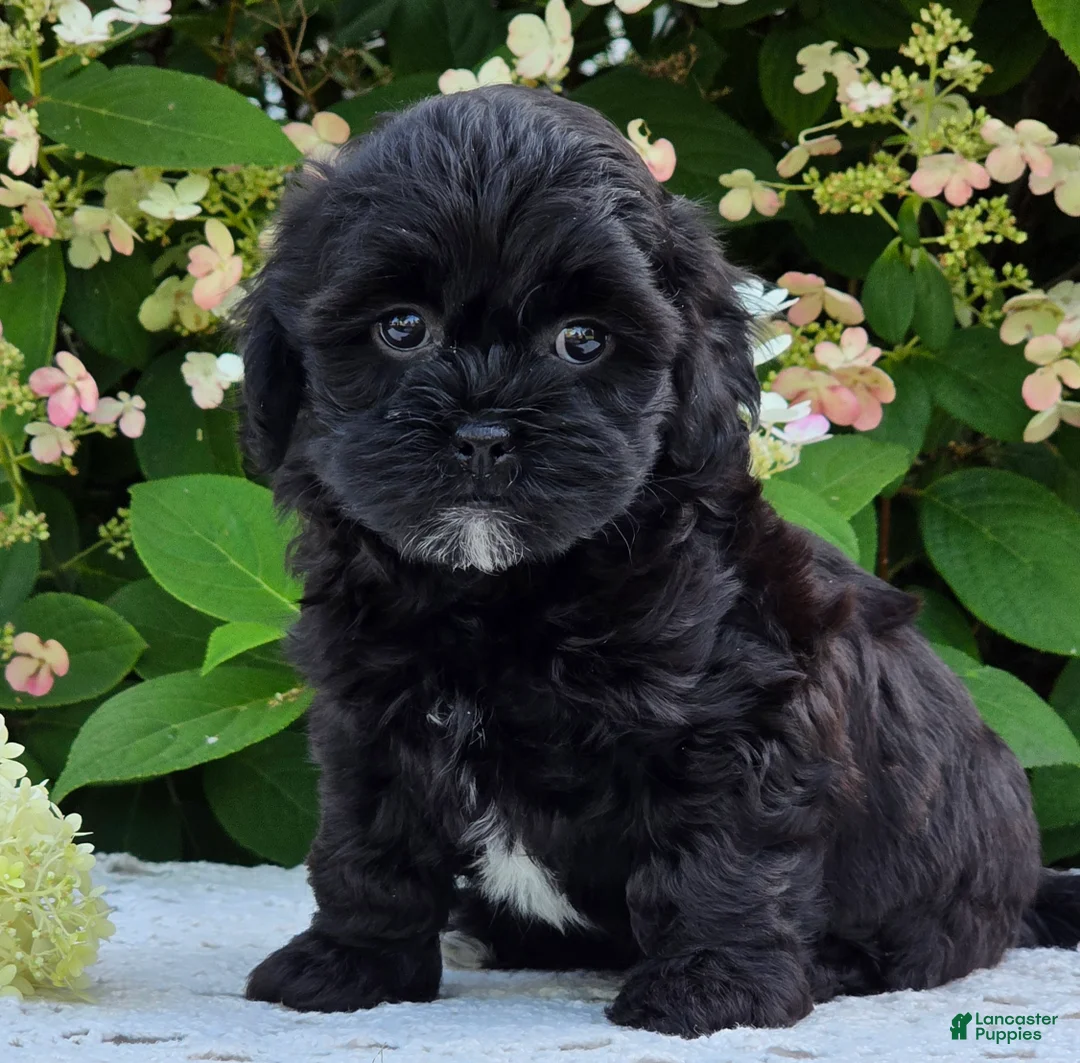 Shihpoo dogs for sale: Hailey - Ad 6