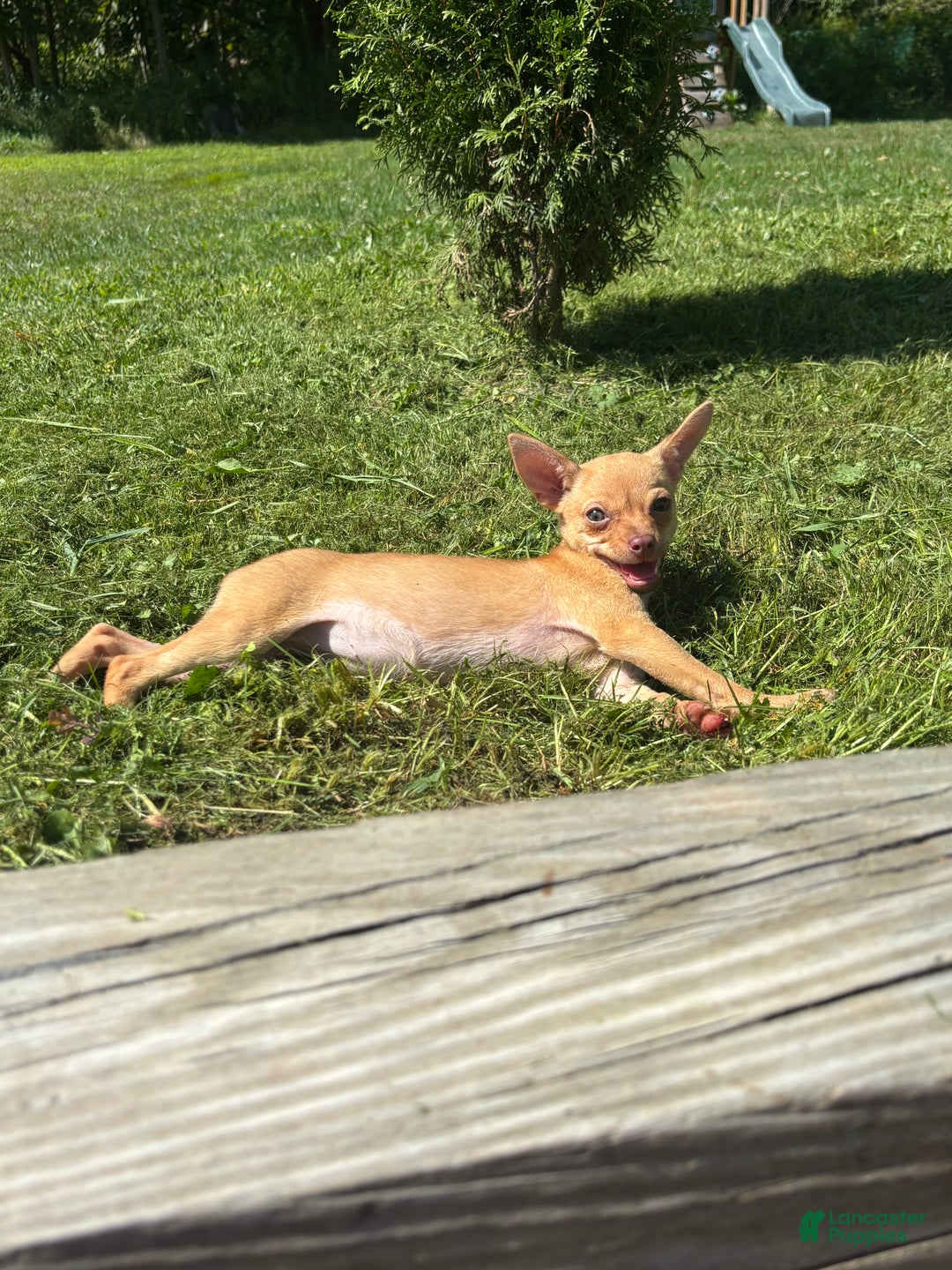 Chihuahua dogs for sale: Genny - Ad 4