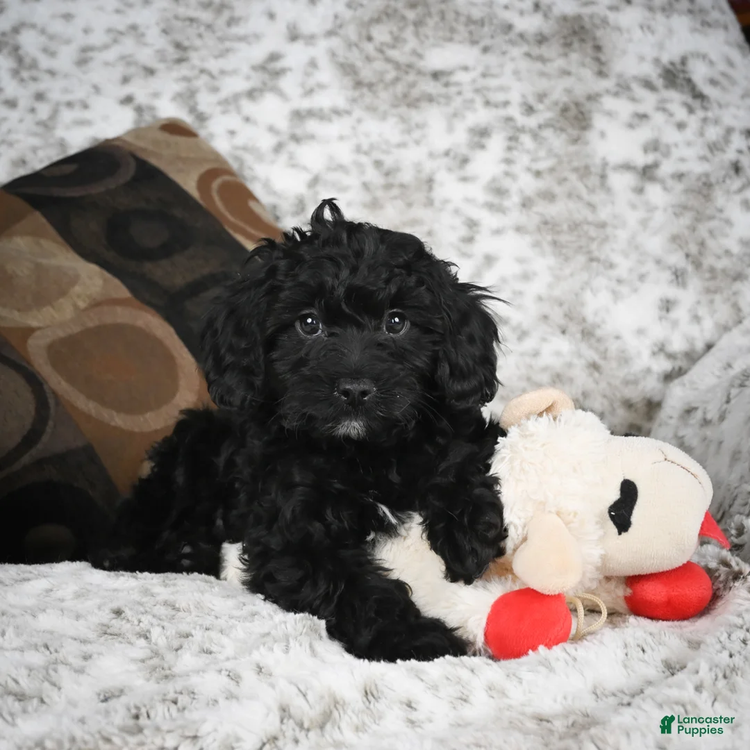 Cavapoo dogs for sale: Sandy - Ad 10