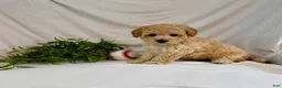 Toy Poodle dogs for sale: Kobe  - Ad 5