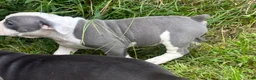 Olde English Bulldogge dogs for sale: Olde English Bulldogge 3 - Ad 3