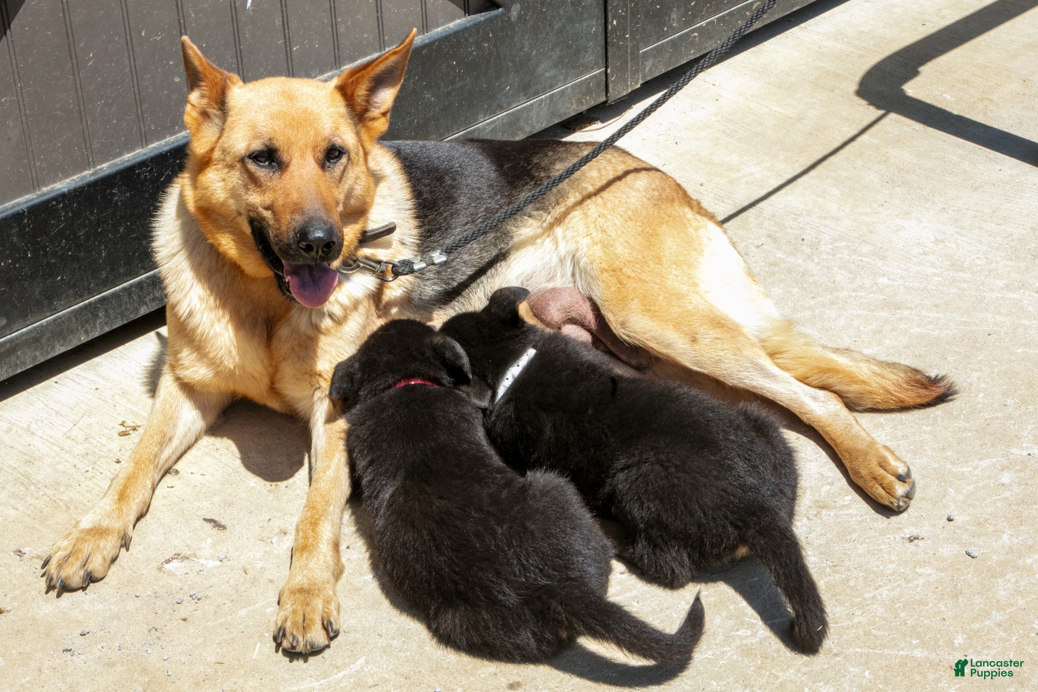 German Shepherd dogs for sale: Mocha - Ad 4