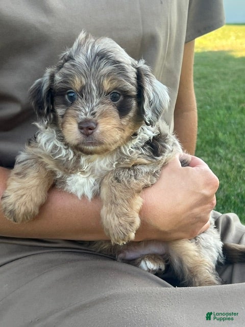 Aussiedoodle dogs Bramble Mini Aussiedoodle  - Ad 1