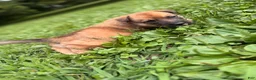 Mixed Breed dogs for sale: Spangle  - Ad 9