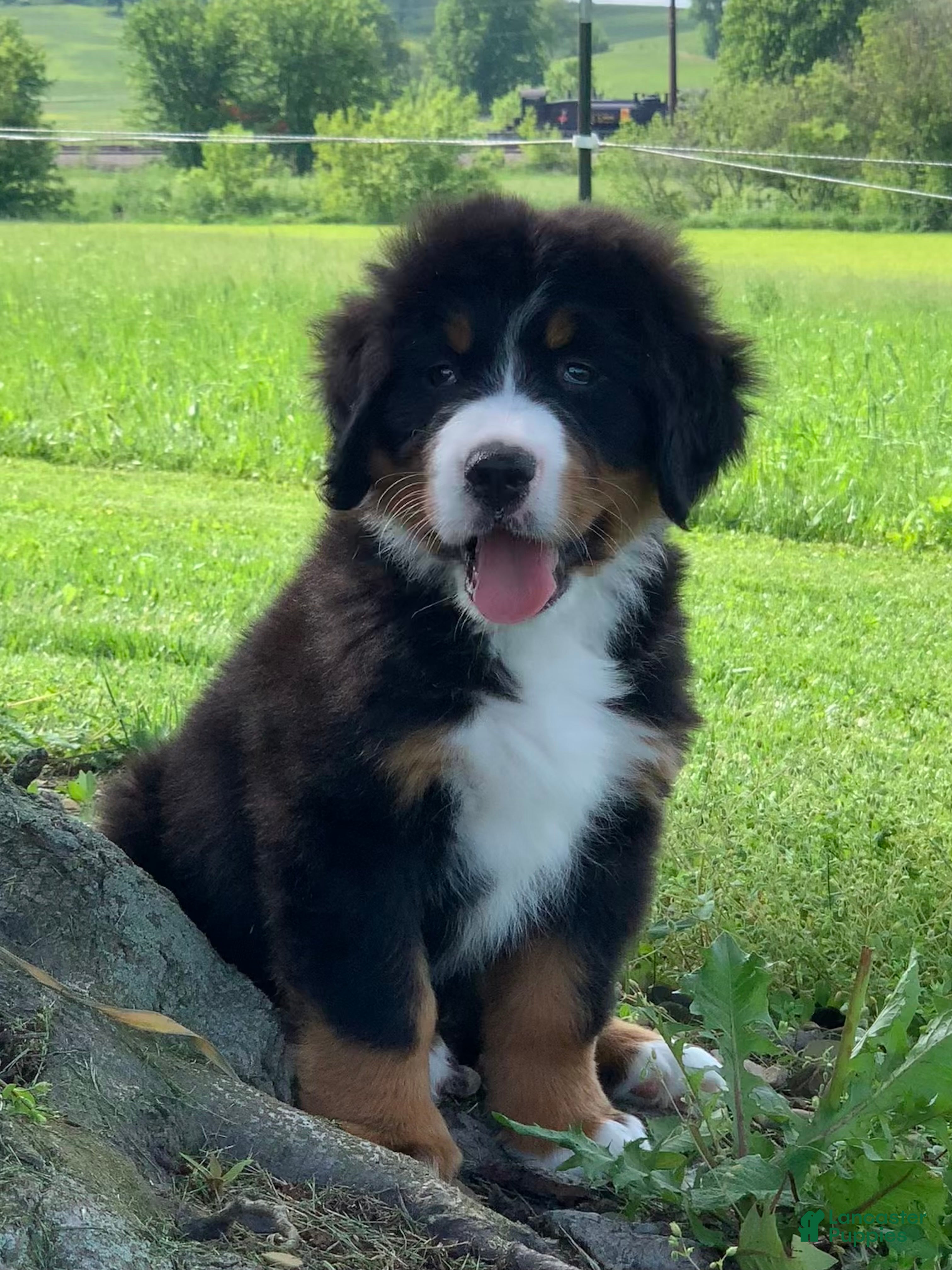 Bernese Mountain Dog dogs Snoopy - Ad 2