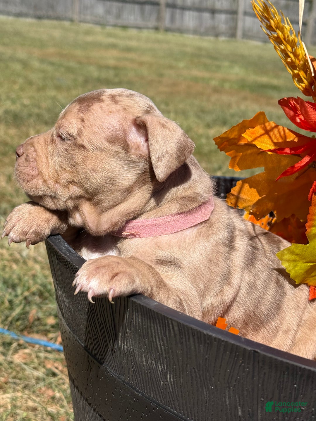 American Bully dogs for sale: Stormy - Ad 9