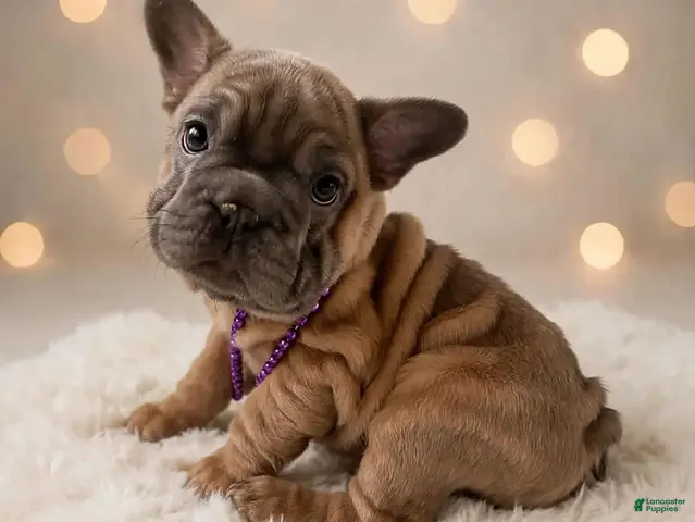 French Bulldog dogs for sale: Callie - Ad 12