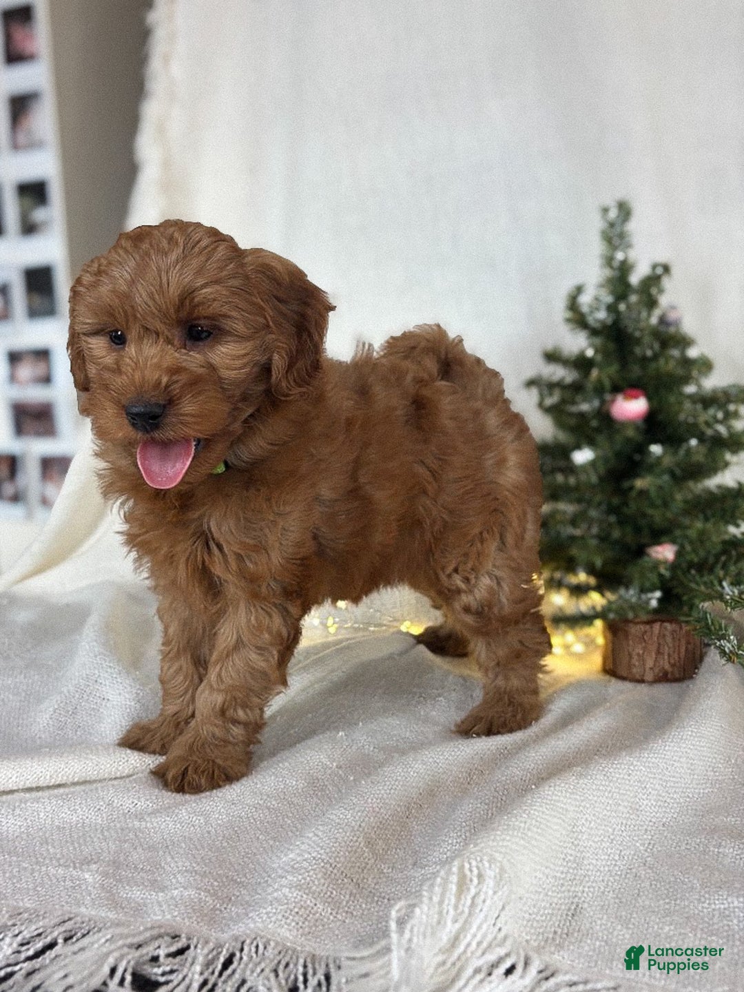 Goldendoodle dogs for sale: Luna - Ad 9